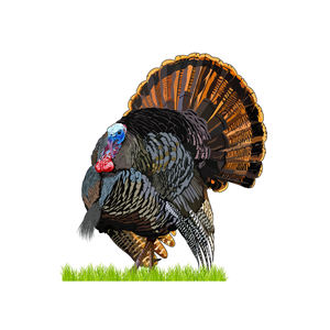 Design Graphique par Artonem pour Bass, Bucks, And Birds | Design : #31514080