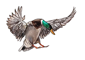 Design Graphique par Mavis Goh pour Bass, Bucks, And Birds | Design : #31442745