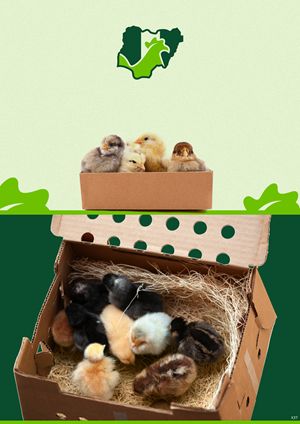 Packaging Design by pb for this project | Design: #31419954