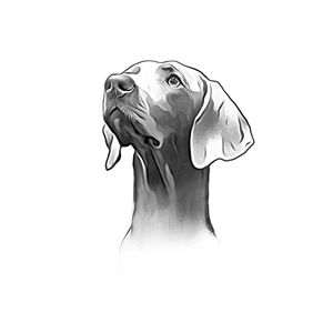 Portrait of my dogs head.  Simple.  