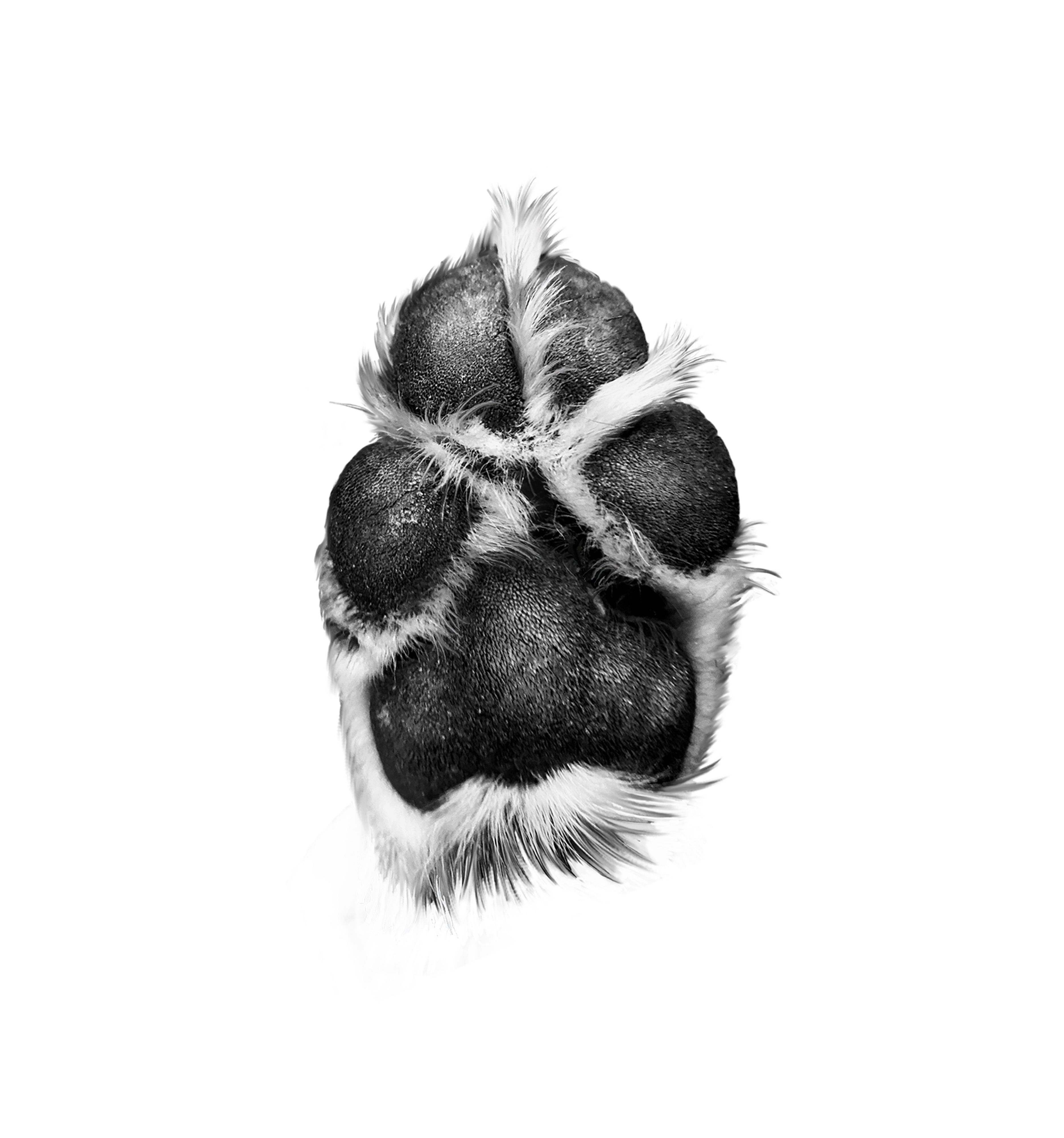 Diseño de Tatuaje por ELAMANTS para este proyecto | Diseño #33228844