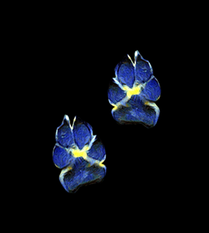 Design de Tatouage par Result Design pour ce projet | Design : #33211666