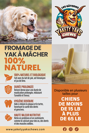 Postcard Design by Designz Zone for 9521-8087 Québec inc. | Design: #34157642