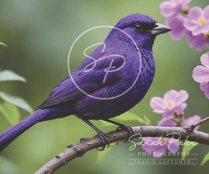 Logo Design by Lioness Designs for this project | Design: #34195938