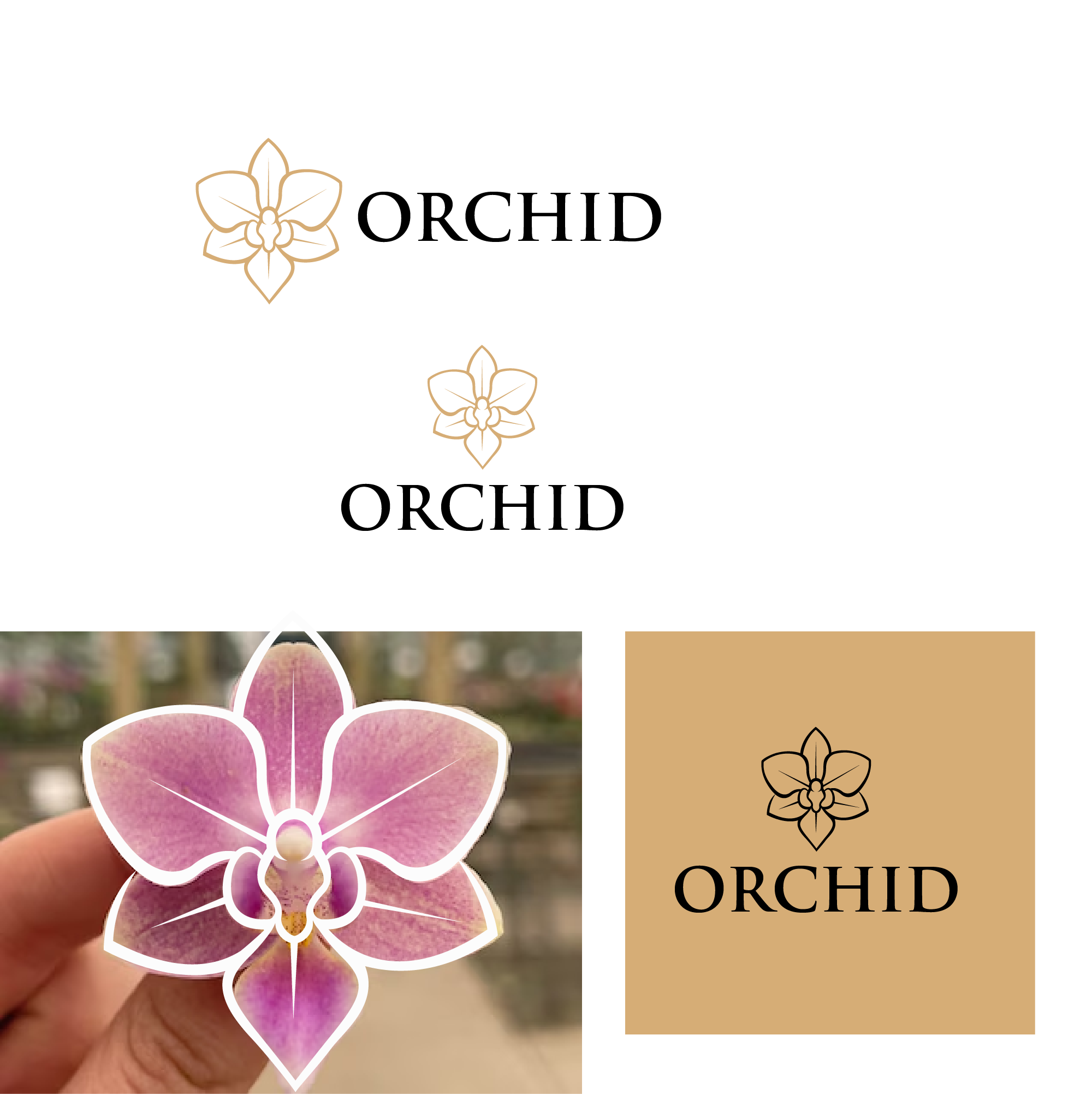 Logo Design by Graphixpointt for Cotton & Company | Design #34394302