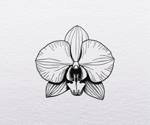 Diseño de Logo por S5 para Cotton & Company | Diseño: #34478633