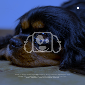 Vector Design by dadaMEDIA for American Cavalier King Charles Spaniel Club | Design: #34800636