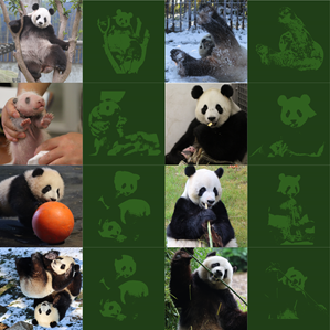 T-shirt Design by Ratul Designs for this project | Design: #34777401