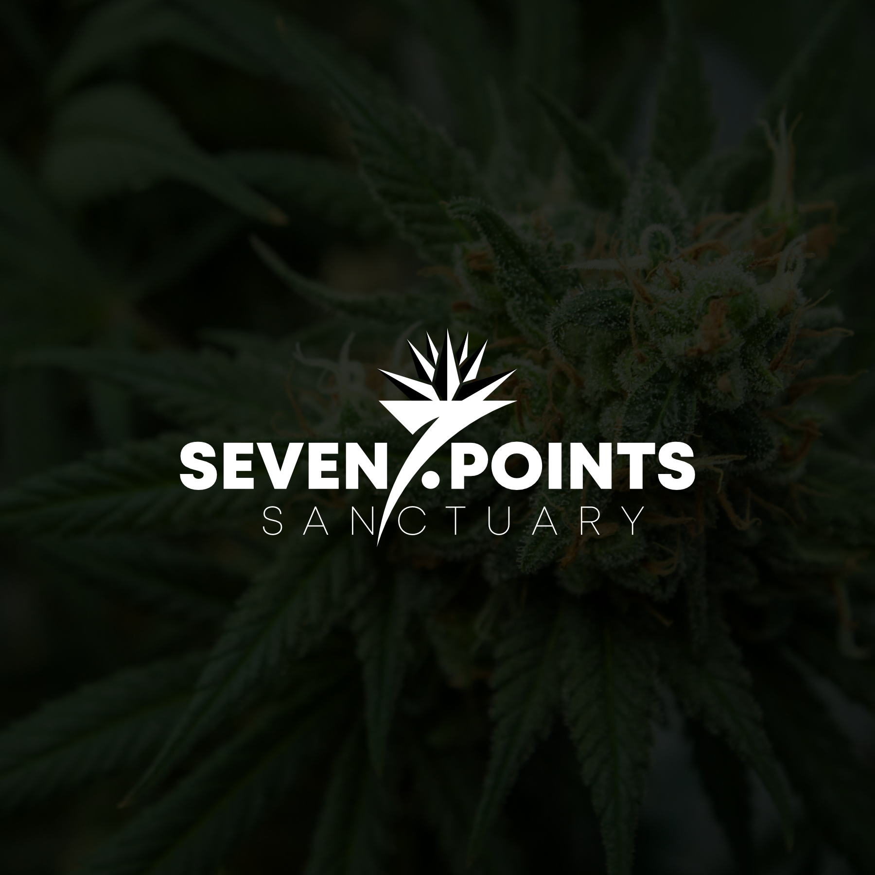 Logo Design by Jroeh_Studio for this project | Design #34870150