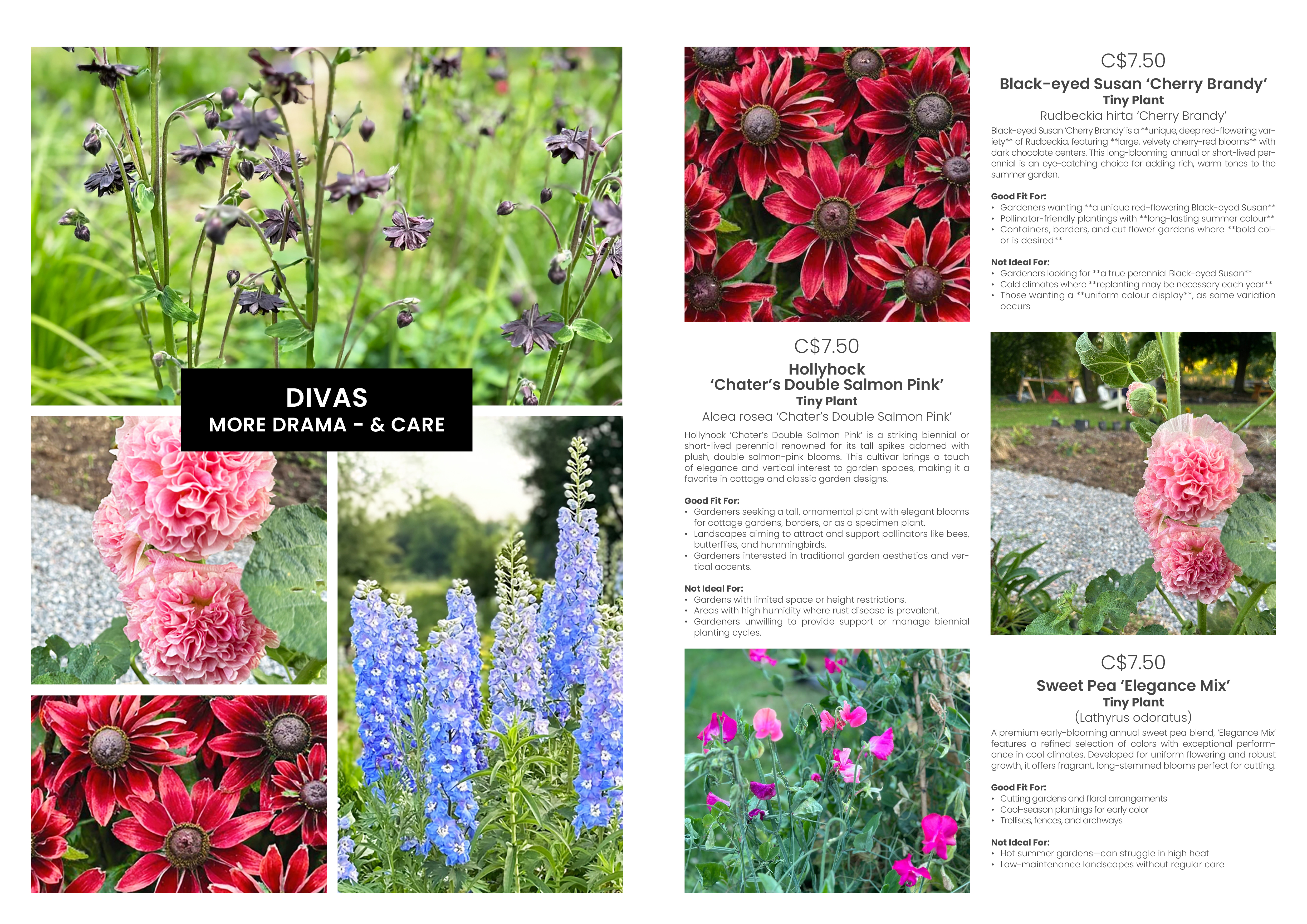 Catalogue Design by MarkoE for this project | Design #34912173