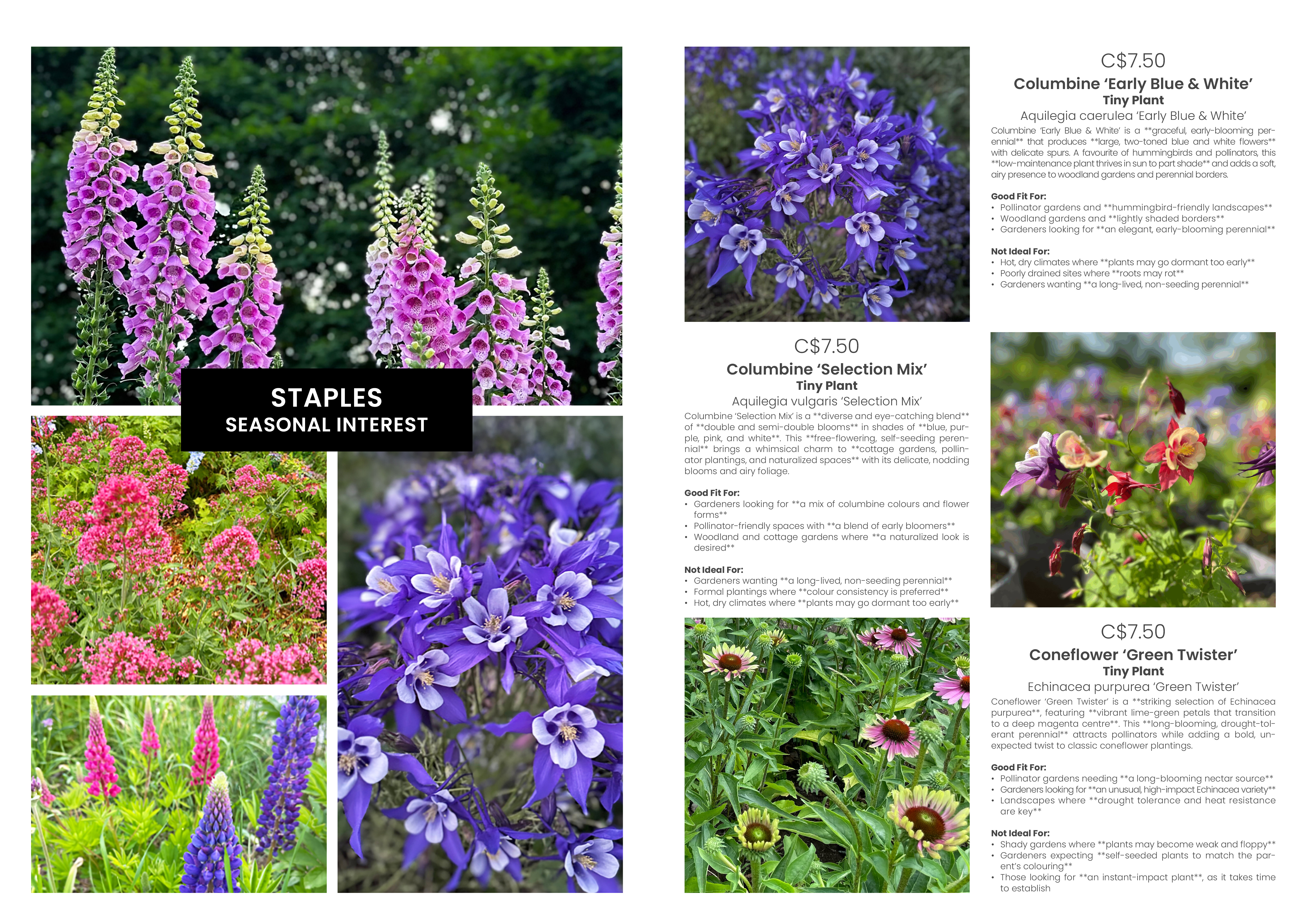 Design de Catalogue par MarkoE pour ce projet | Design #34912174