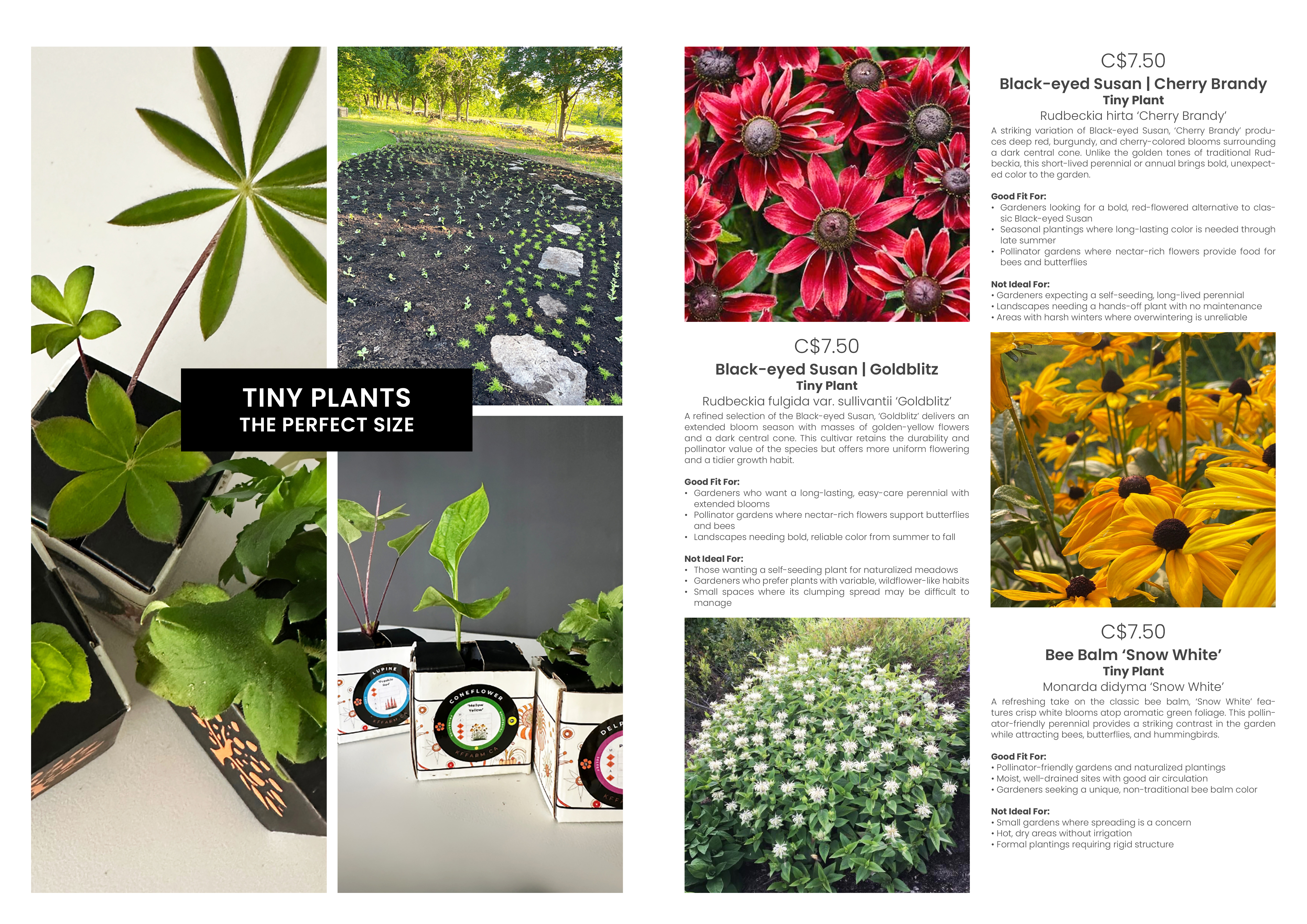 Catalogue Design by MarkoE for this project | Design #34912175