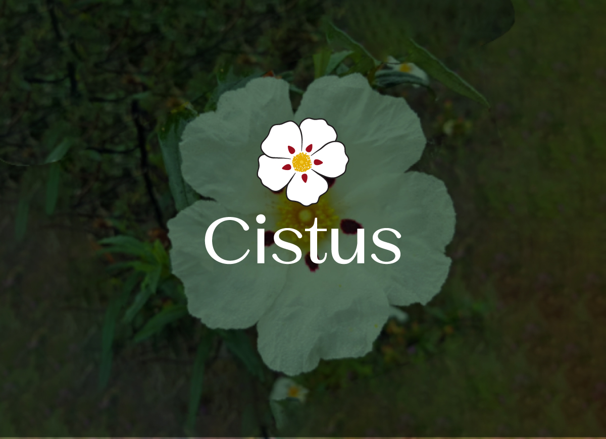 Logo Design by Adiba Craft for Cistus Pty Ltd | Design #35317543