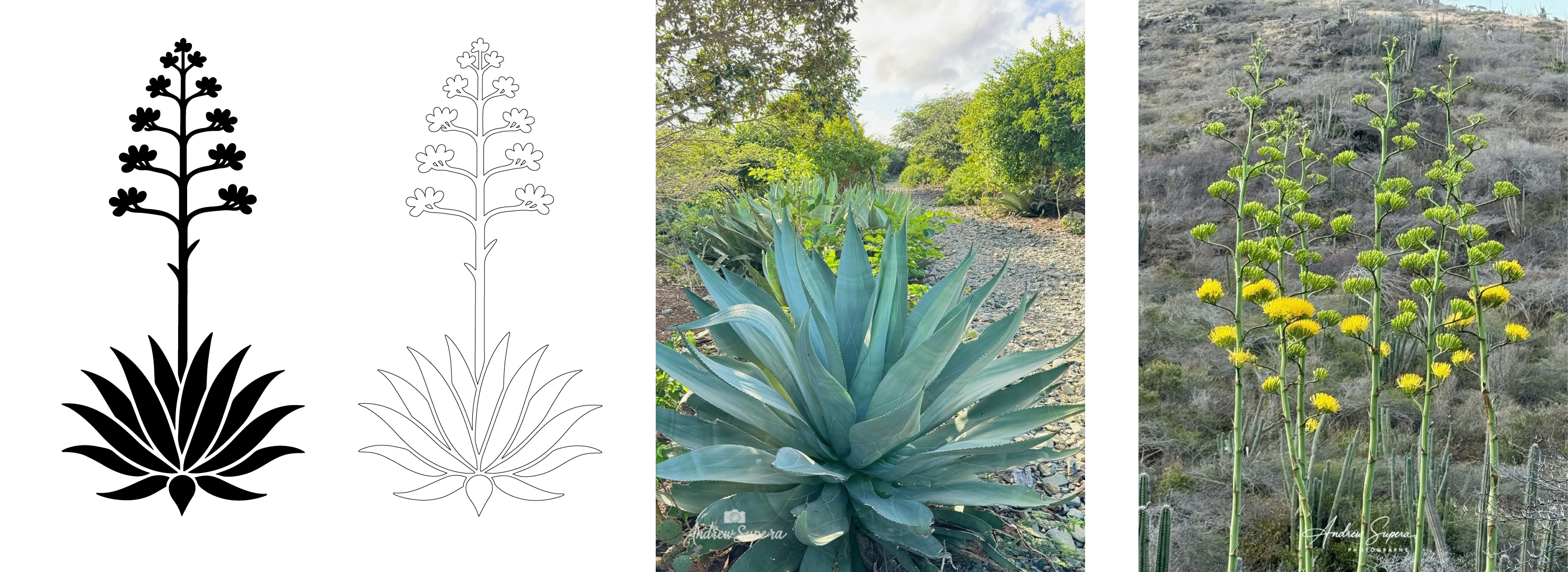 Graphic Design by Will M. for this project | Design #35492697