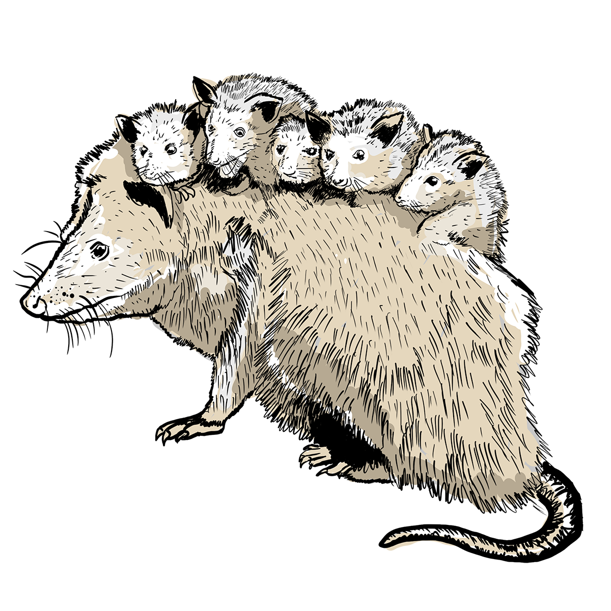 Illustration Design by dundun for this project | Design #36155230