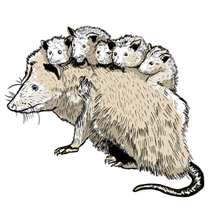 Illustration-Design von dundun für dieses Projekt | Design: #36155230