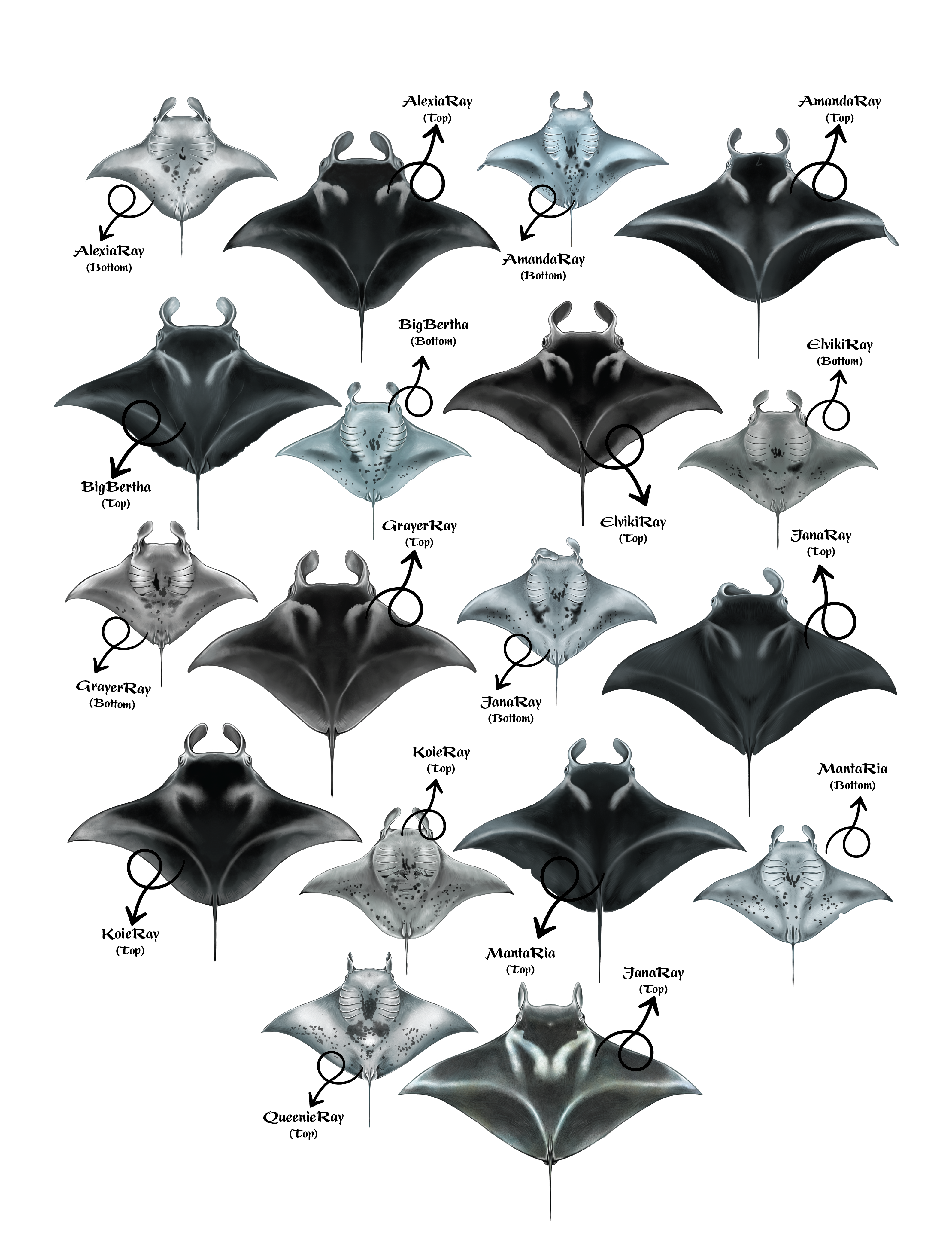 Diseño de Camiseta por Brandaura para este proyecto | Diseño #36397461