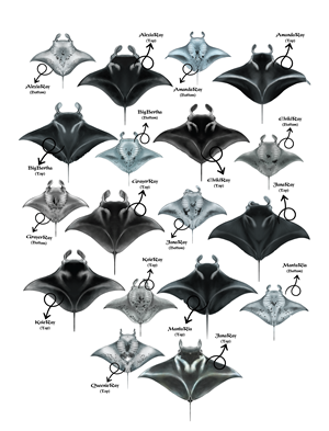 Diseño de Camiseta por Brandaura para este proyecto | Diseño #36397461