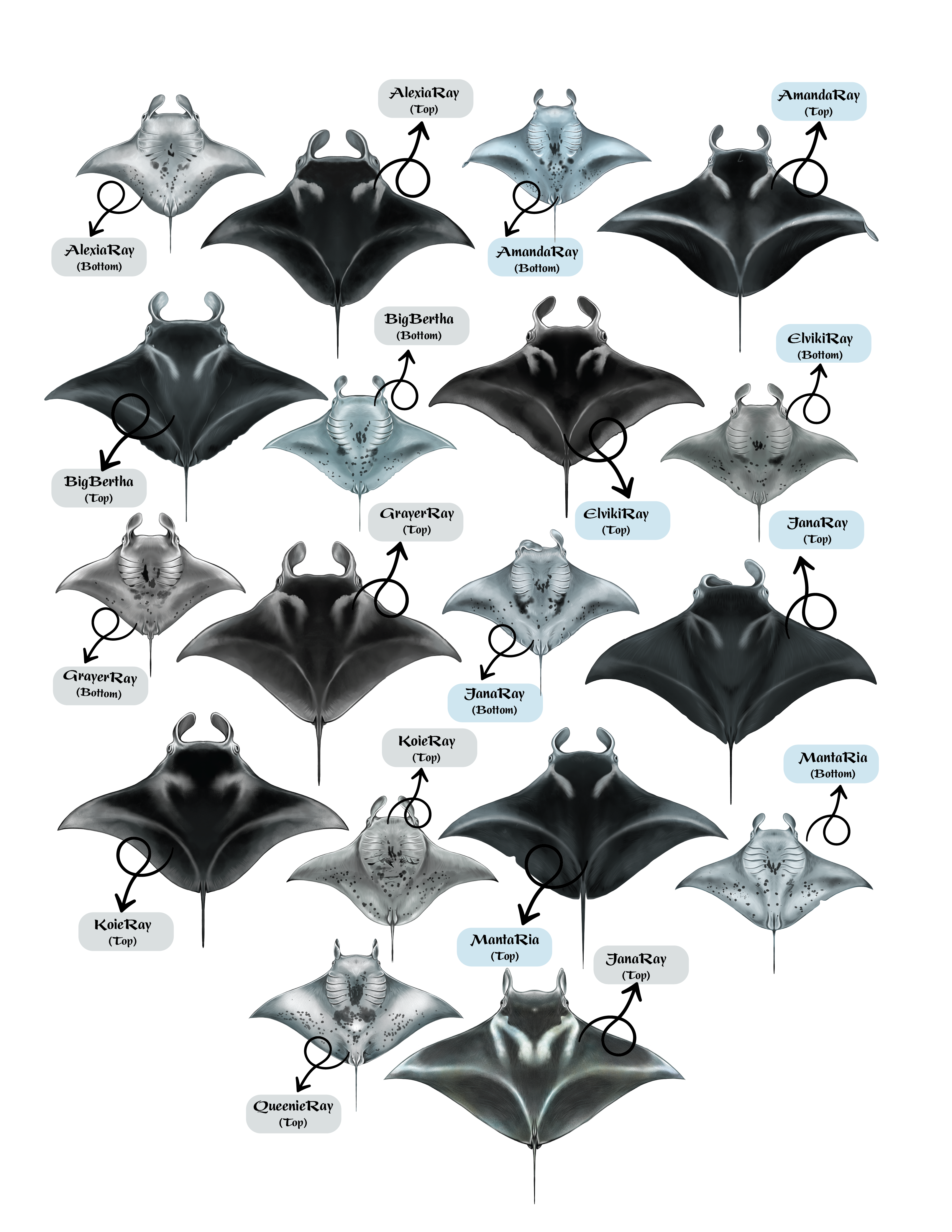 Diseño de Camiseta por Brandaura para este proyecto | Diseño #36397462