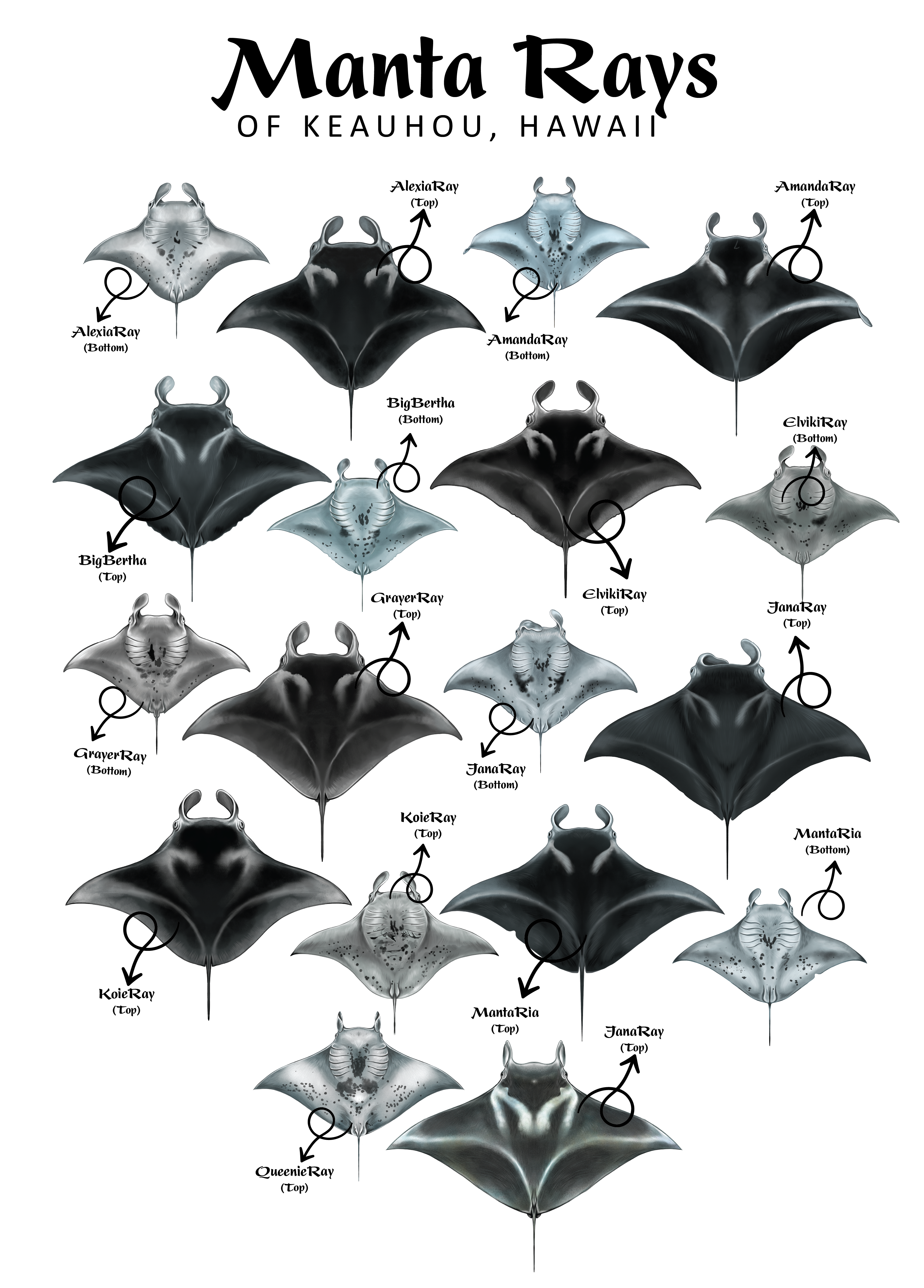 Diseño de Camiseta por Brandaura para este proyecto | Diseño #36397576