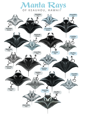 Diseño de Camiseta por Brandaura para este proyecto | Diseño: #36397578