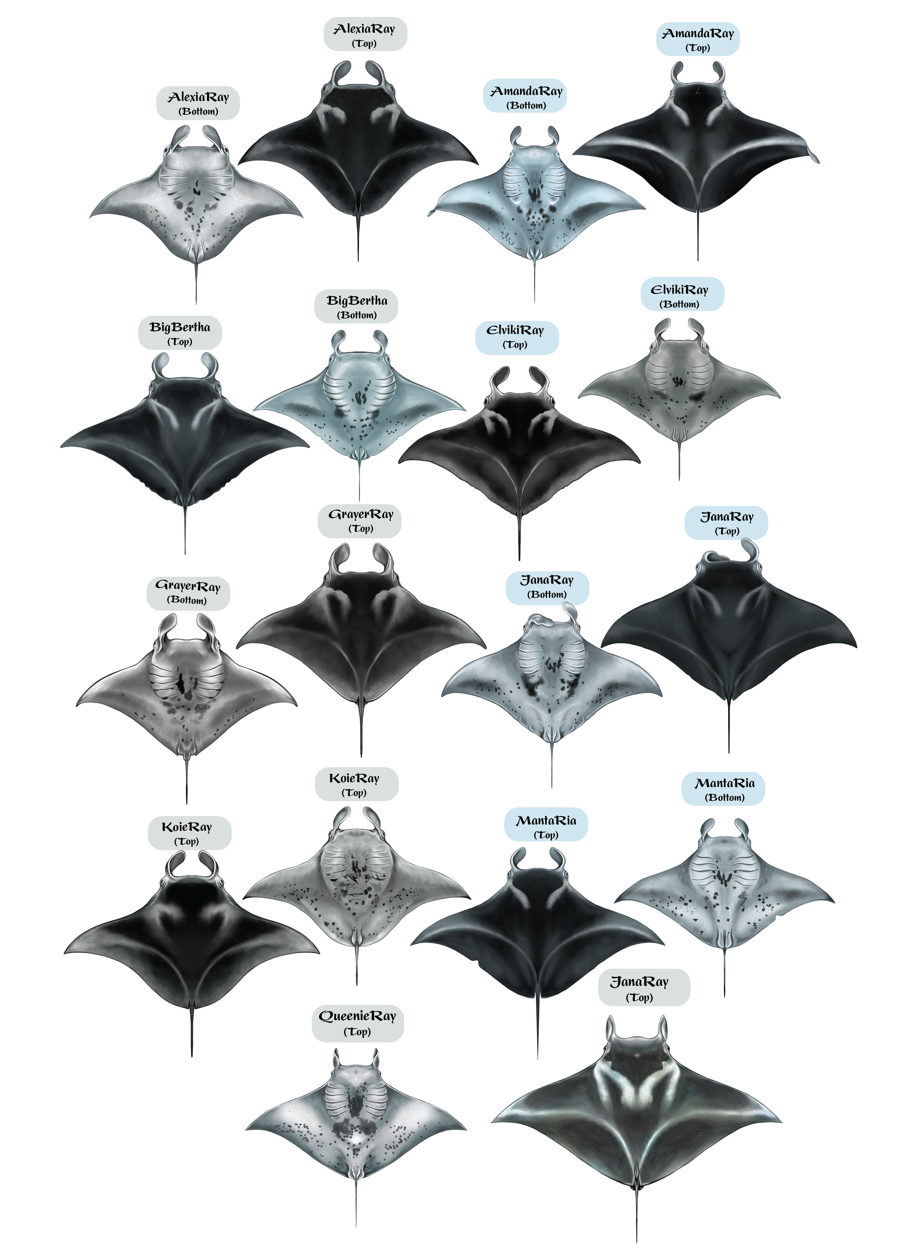 Diseño de Camiseta por Brandaura para este proyecto | Diseño #36397682