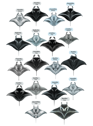 Diseño de Camiseta por Brandaura para este proyecto | Diseño: #36397682