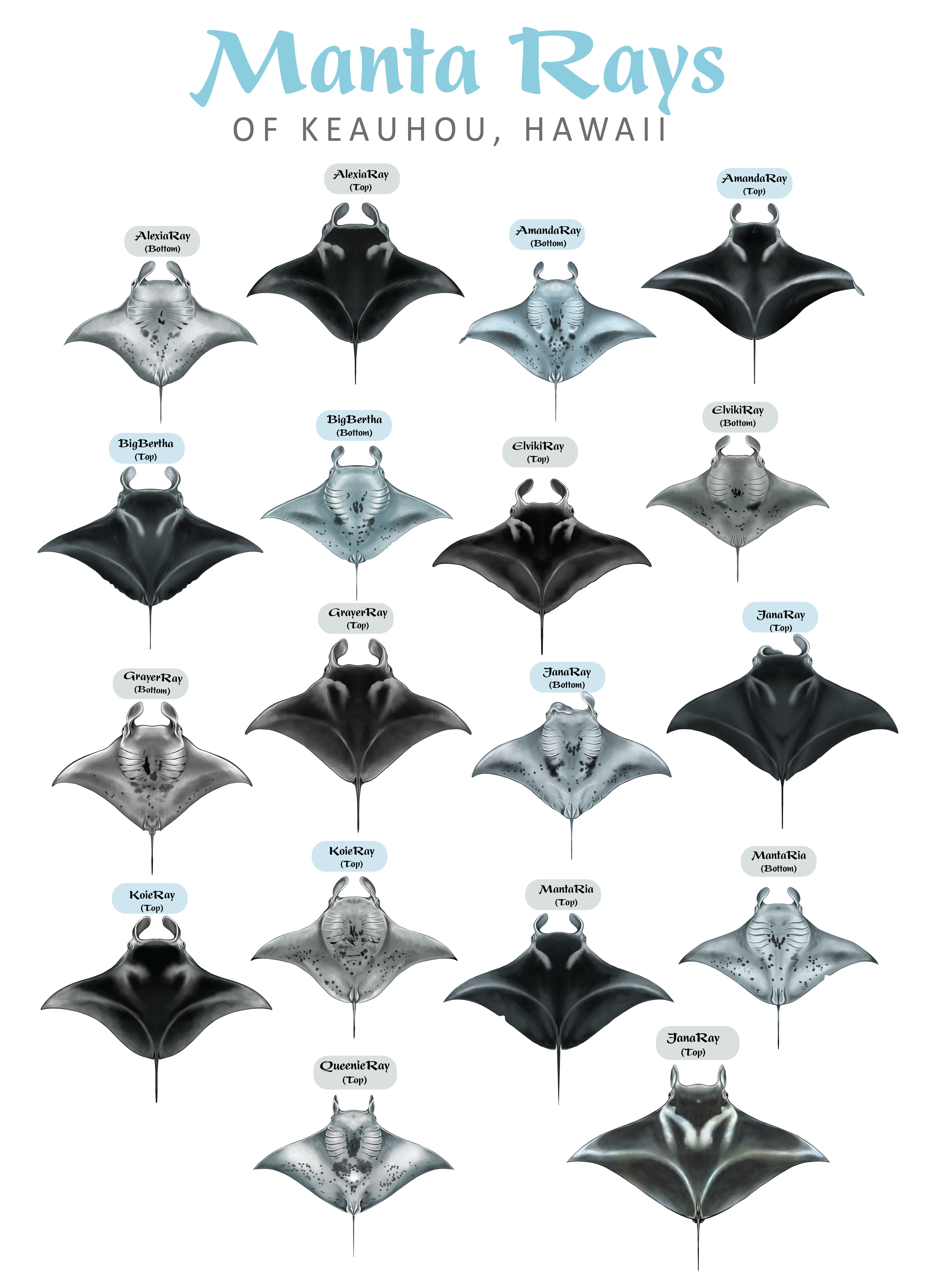 Diseño de Camiseta por Brandaura para este proyecto | Diseño #36397683