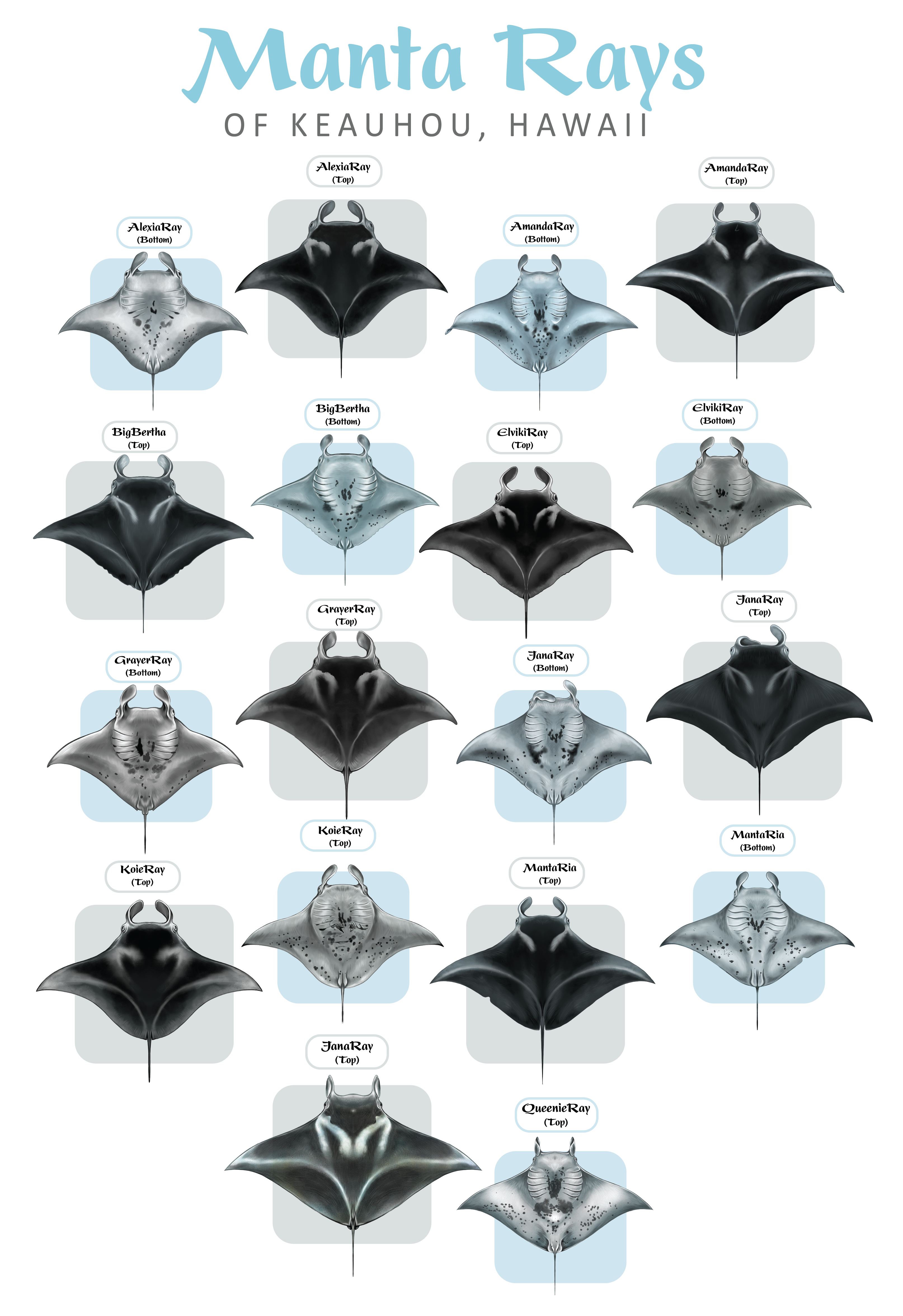 Diseño de Camiseta por Brandaura para este proyecto | Diseño #36397739