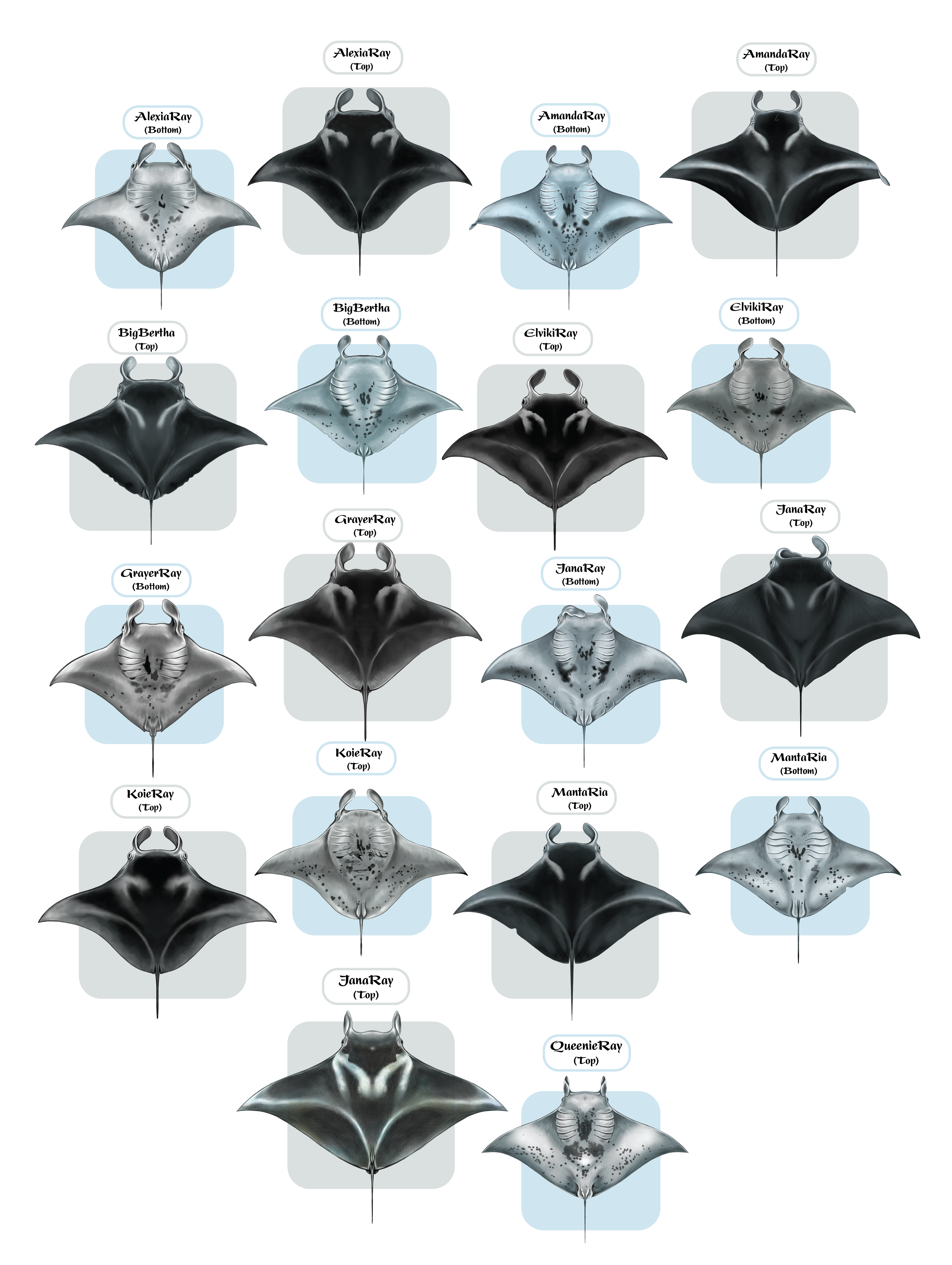 Diseño de Camiseta por Brandaura para este proyecto | Diseño #36397742