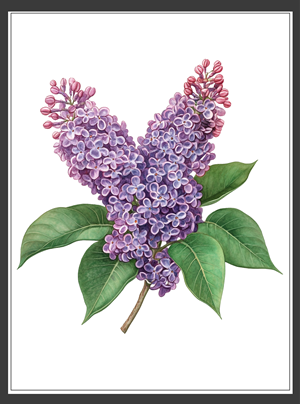 Design Graphique par N_Design pour ce projet | Design : #36596707