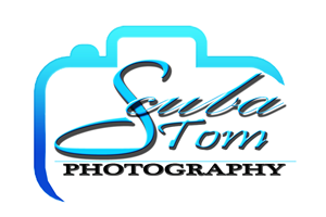 Logo Design by Loixa