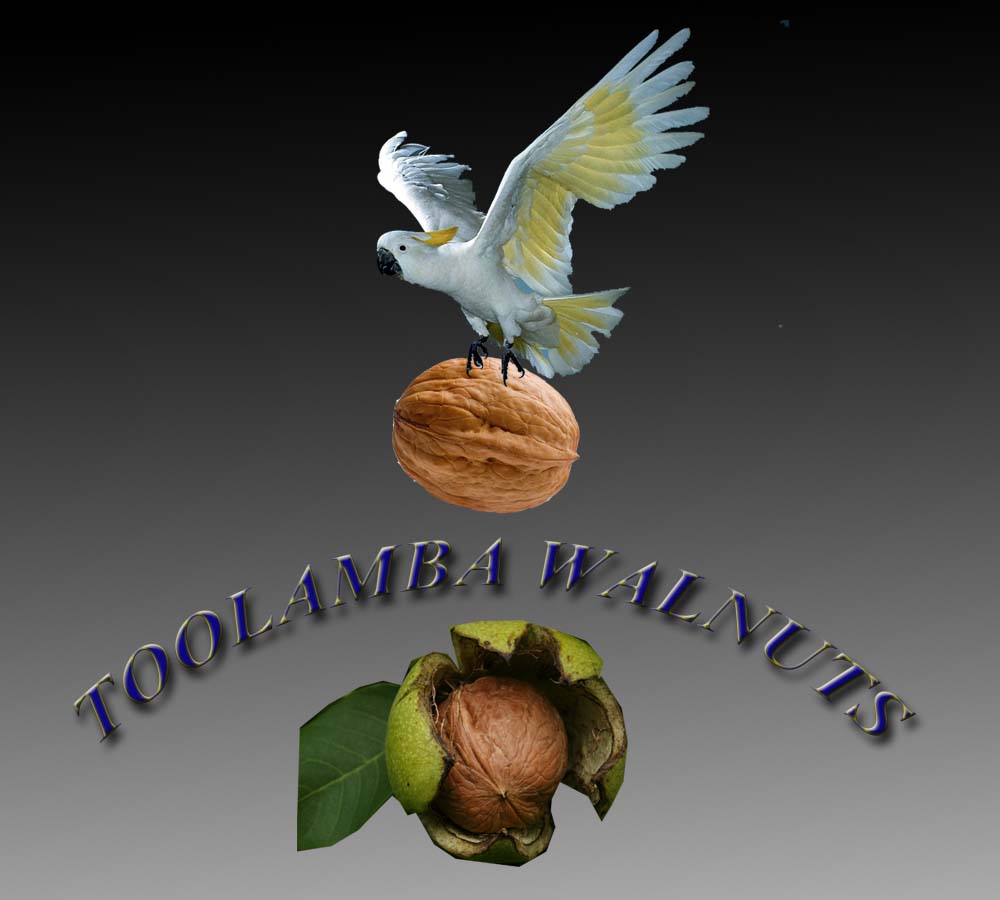 Logo Design by Georgiana Angheloiu for Toolamba Walnuts | Design #3145165