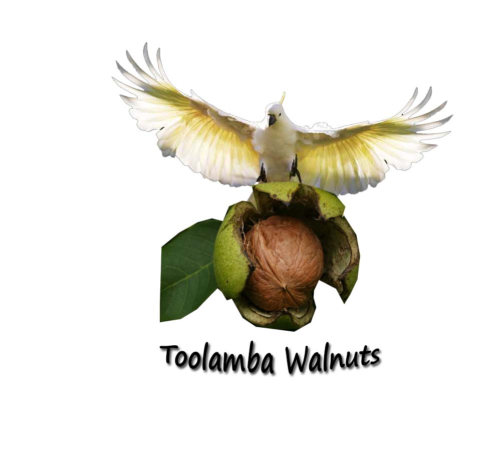 Design de Logo par Georgiana Angheloiu pour Toolamba Walnuts | Design #3145171