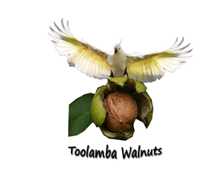 Design de Logo par Georgiana Angheloiu pour Toolamba Walnuts | Design : #3145171