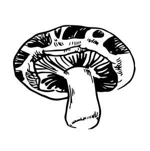 Logo Design by MushroomFan