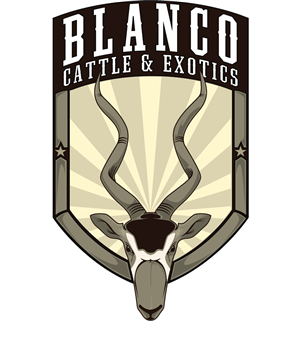 Logo Design by photolab