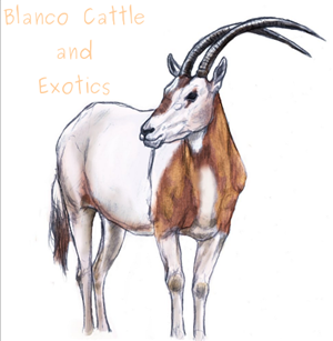 Logo Design by Dragan
