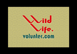 Logo Design by sungur10 for Volunteer Wildlife Pty Ltd | Design: #3541546