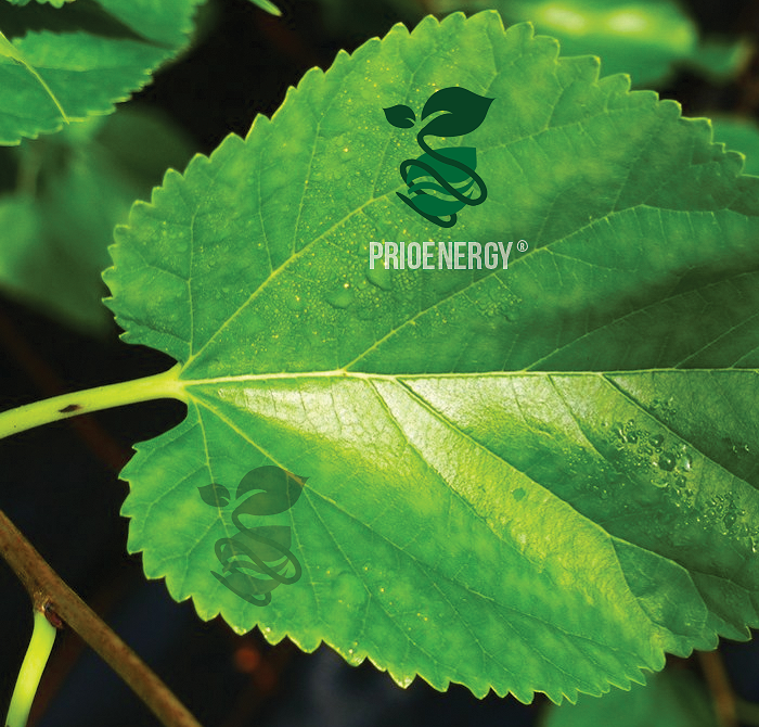 Logo Design by Kolor for PRIO ENERJI | Design #3497447