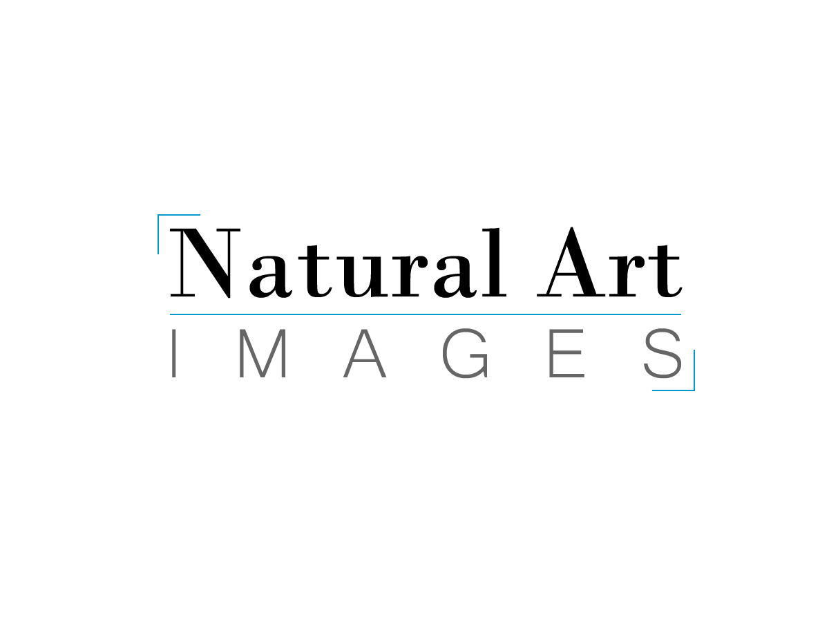 Logo Design by Nick M Design for this project | Design #889818
