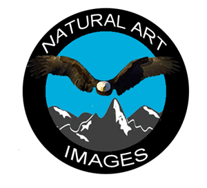 Logo Design by ñomodiseñador