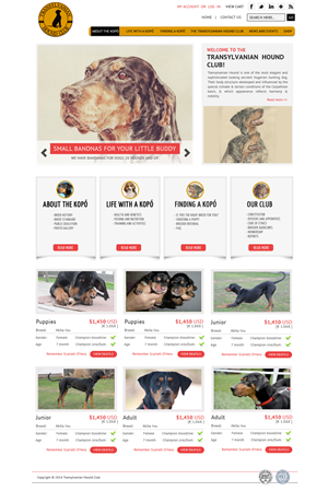 Web Design by Sukrutisolutions for S.T.I.L. Consulting | Design: #3563639