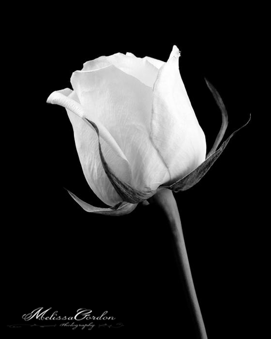 Logo-Design von Burns Design für dieses Projekt | Design #894128