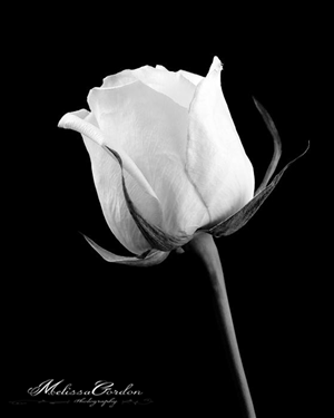 Logo Design by Burns Design for this project | Design: #894128