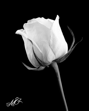 Logo Design by Burns Design for this project | Design: #894132