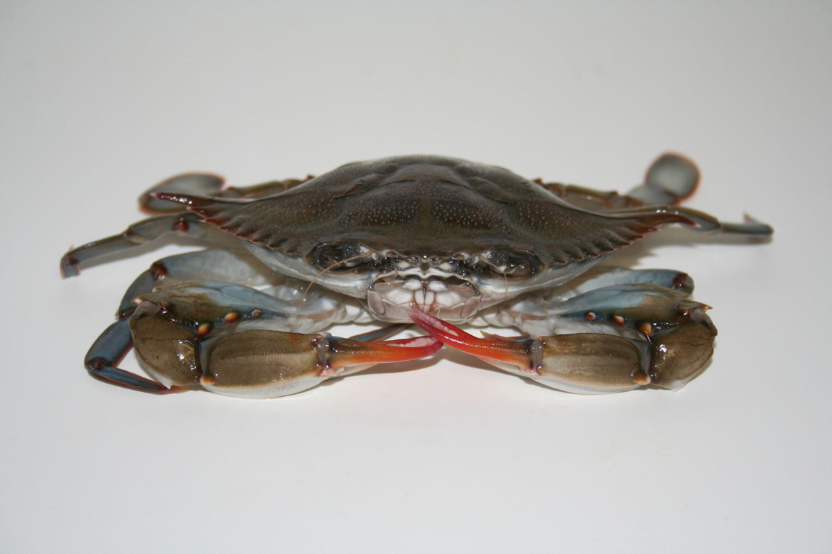 Logo Design by daniel for this project | Design #97459