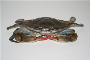 Logo Design by daniel for this project | Design: #97459