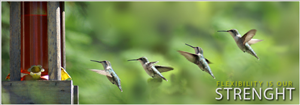Banner Ad Design by susi007 for auronet GmbH | Design: #925147