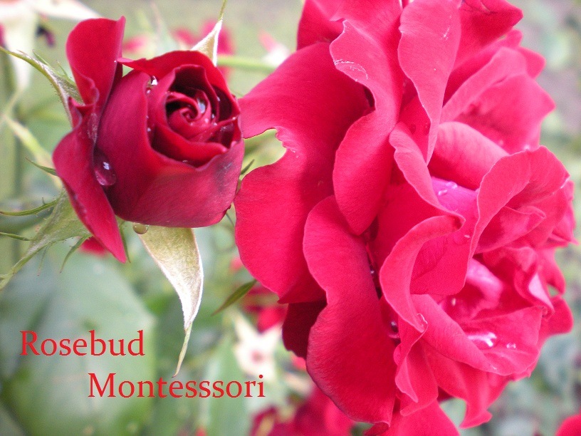 Logo Design by Mel for this project | Design #982753